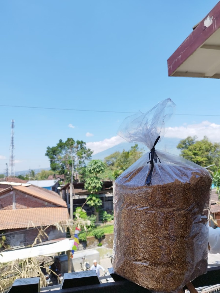 Lembutan Tembakau